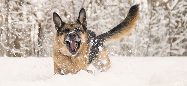 sport chien hiver