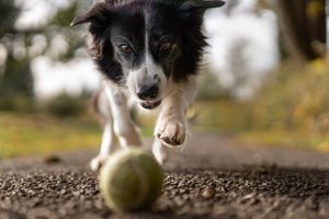 jeu balle prédation chien