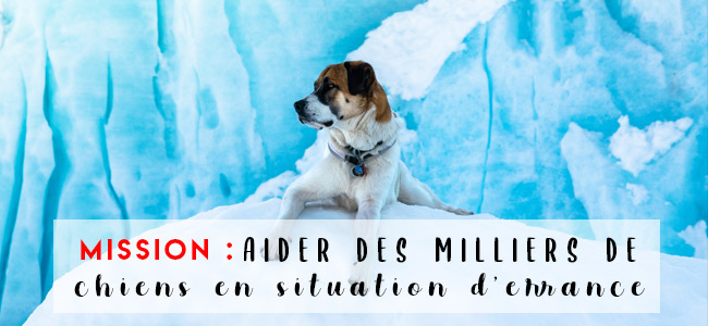 Subvention Psaba Combattre La Surpopulation Canine Une Action A La Fois